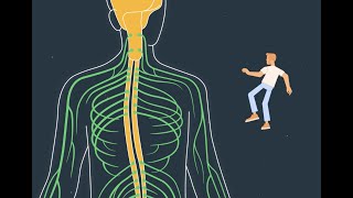 Episode 2- Neuropathies auto-immunes chroniques: Nerfs et influx nerveux