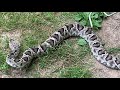 Timber rattlesnake vs. Eastern diamondback