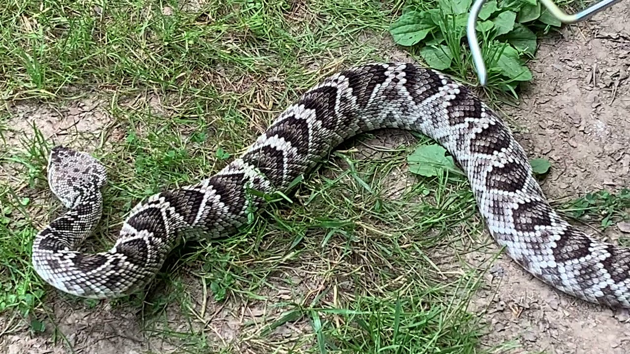 timber rattlesnake head