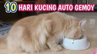 CARA SINGKAT DAN MUDAH MEMBUAT KUCING GEMUK