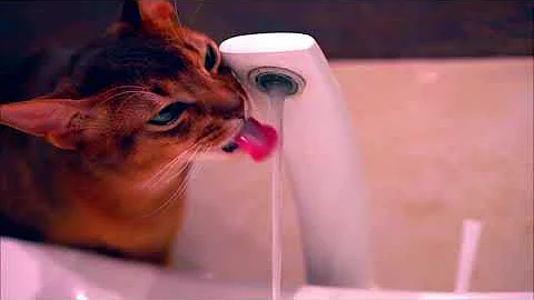 Video 8434521: meet abyssinian cat, adorable abyssinian, cat drinking water, breed lovely, playful breed, cat enjoying