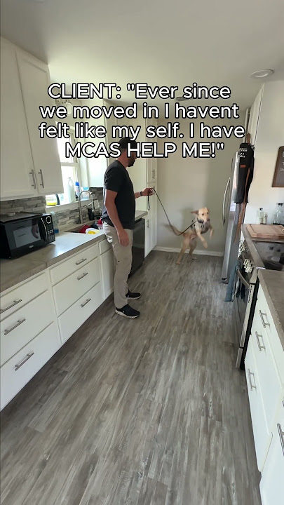 MCAS since moving? 😩 #molddog #cooperthemolddog #MCAS #ToxicMold #HiddenMold