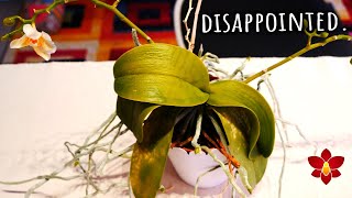 Orchids that disappoint me - Sometimes we must let go
Today lets look at some not so promissing Orchids which simply just exist.. some just barely and I cannot help but feel dissapointed.
00:00 - Intro
01:17 - Phalaenopsis Miki Moon Rabbit
03:33 - Phalaenopsis Yaphon Golden Leopard
05:42 - Bulbophyllum violaceolabellum
08:56 - Laelia dayana (NOT digbyana)
11:25 - Cattleya Jairak Cosmos
13:26 - Paphiopedilum Nathaniels Florence Gracia
17:35 - Oeceoclades decaryana
19:52 - Outro
Like my channel and want to support it further? π€©
πΈ Become a Member and get access to exclussive videos!
https://www.youtube.com/channel/UC84mfcCFGDPeeBhKbG8dijQ/join
πΈ Check out some awesome Orchid merch! https://go.missorchidgirl.com/merch
πΈ Shop rePotme Orchid Supplies for awesome planty stuff! (USA)
https://go.missorchidgirl.com/repotme
πΈ Shop Amazon for inspiration and products I like to use!
https://go.missorchidgirl.com/shop (For USA)
https://go.missorchidgirl.com/shopeu (for EU)
Links towards rePotme and Amazon are Affiliate Links! if you buy something through my link you wont pay anything more, but Ill get a small commission. It really helps keep my channel going! Thanks so much! π
Beginner Orchid Tutorials π
πΈ Quick Phalaenopsis Complete Care Guide https://go.missorchidgirl.com/quickphalaenopsiscare
πΈ Cattleya Care https://go.missorchidgirl.com/CattleyaCare
πΈ Oncidium Care https://go.missorchidgirl.com/OncidiumCare
πΈ Vanda Care https://go.missorchidgirl.com/VandaCare
πΈ Dendrobium Care https://go.missorchidgirl.com/DendrobiumCare
πΈ Paphiopedilum Care https://go.missorchidgirl.com/PaphiopedilumCare
πΈ Extended Phalaenopsis Care & Entire Orchid Care for Beginners series https://go.missorchidgirl.com/PhalaenopsisCare
πΈ Jewel Orchid Care https://go.missorchidgirl.com/go.missorchidgirl.com/jewelorchidcare
More MissOrchidGirl
πΈ Visit my Aquarium channel!
https://go.missorchidgirl.com/DannyMOG
πΈ MissOrchidGirl Instagram https://www.instagram.com/missorchidgirl
πΈ MissOrchidGirl TikTok https://www.tiktok.com/@missorchidgirl
πΈ Want to send me something? Heres my address!
Orchid Nature
P.O. BOX 29002, CY-1620, Nicosia, Cyprus
πΈJoin my Discord Server! https://go.missorchidgirl.com/discord
Music:
From Epidemic Sound - Get one free month here https://go.missorchidgirl.com/epidemic (Affiliate link)
πΈ Other things I use:
Fir Bark - Reptibark from ZooMed https://go.missorchidgirl.com/amazonreptibark
SpagMoss from Besgrow https://go.missorchidgirl.com/amazonspagmoss
MSU Orchid fertilizer for osmosis / rain water https://go.missorchidgirl.com/XQ8yO6
Slotted pots from rePotme https://go.missorchidgirl.com/Stjj80
Osmocote Pro High K slow release
Barrina Grow Lights https://go.missorchidgirl.com/amazonbarrina
More about them here https://youtu.be/QoiMNxmgzdY
Ikea Stuff: Tradfir smart plugs, Shelves Vittsjo, Rudsta, Milsbo, Kallax, decorative pots Orchids that disappoint me - Sometimes we must let go