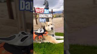 You Found My Channel 🤩 #shorts #dogs #trending #viral #fypviral