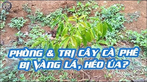PHÒNG VÀ ĐIỀU TRỊ CÂY CÀ PHÊ CON BỊ VÀNG LÁ HÉO ÚA (Hoá học)