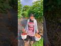 Harvesting ripe fig from Farm by Rural Farmer | Sweet fruits harvest #fruits #farming