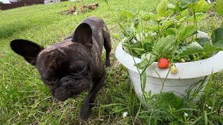 Teaching Yegor to Eat Berries Straight from the Bush