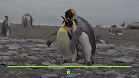 ¿Cómo se aparean los pingüinos?