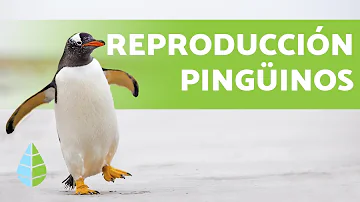¿Cómo se quedan embarazados los pingüinos?