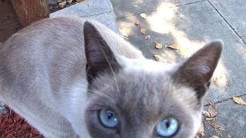 Watch the video about Siamese Female Needs Forever Home Rescue/Adopt