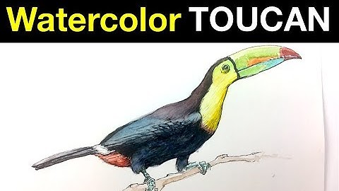 Tips for Drawing & Painting a Toucan with ink & watercolor