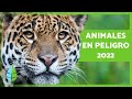 ANIMALES en PELIGRO de EXTINCIÓN 2022 🐧⚠️ (Top 10)