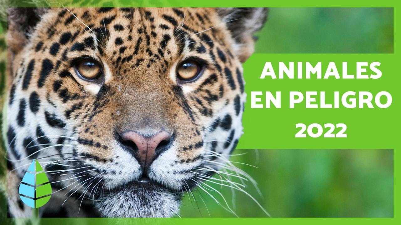 a la deriva utilizar principio ANIMALES en PELIGRO de EXTINCIÓN 2022 🐧⚠️ (Top 10) - YouTube