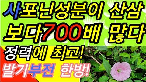 사포닌성분이산삼보다 700배 밥에넣어 먹으면 정력에 최고! 조루증한방! 발기부전 한방에 완치!                                      메꽃