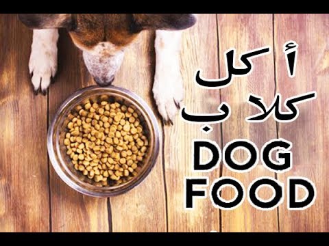 كل حاجة عايز تعرفها عن اكل الكلاب الدراي فود  