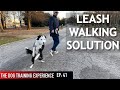 How I’m Training My Dog To Walk On Leash (Some people might not agree with this!)