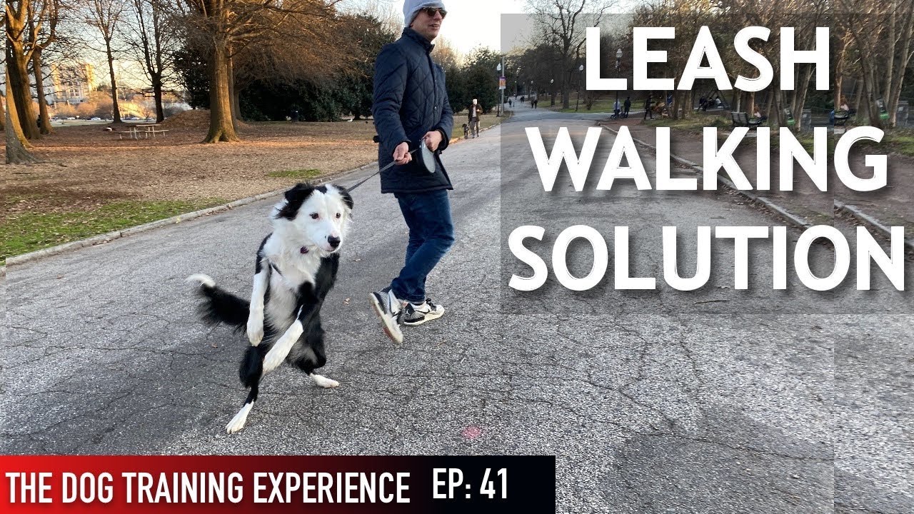 Training My Dog To Walk On Leash 