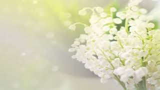 Seamless loop able video clips with particle dusts and white flowers