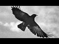 Chapter 66 - Tyrion 9 - A Storm of Swords | A Song of Ice and Fire (ASOIAF)
