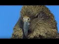Sneaky kea raids a garbage bin  the smartest parrot  bbc earth