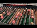 Passion fruit sorting grading machine granadilla processing machine