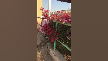 دحيم الحماد ١٤٤١هـ تلاوة من سورة هود