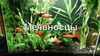 Меченосцы в аквариуме на 30 литров Меченосцы в аквариуме на 30 литров