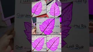 parts of a leaf #art#drawing #youtube #shorts