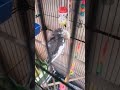 The cockatiel Bingo🦜 #birds #cockatiel #tiel #parrot