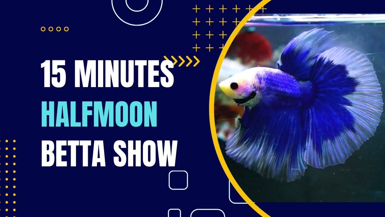 BETTA FISH WITH RELAXING MUSIC | KAMPFFISCH | TROPICAL FISH | BETTA ...