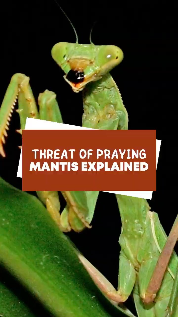 Threat of Praying Mantis Explained #shorts - YouTube