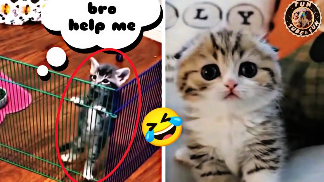 TUN TUBE-FUN | cute animal videos funny | cute animal love ❤️💖 | Pets & Animals 2023 #6