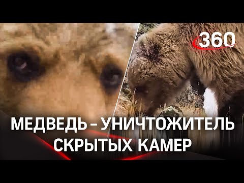 Медведь растерзал фотоловушку. Видео за минуту до её поломки серийным уничтожителем камер