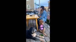 3 month old puppy performing a psychiatric assistance service dog task ✨