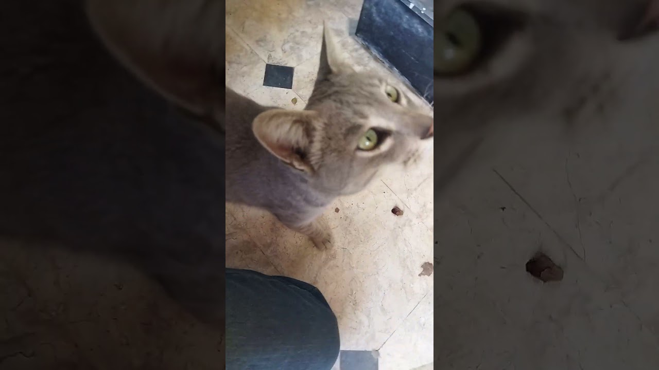 Shairu, the neighborhood cat 