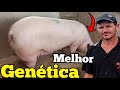 MELHOR GENÉTICA DE PORCO 🐖 PARA QUEM QUER TER SUCESSO NA CRIAÇÃO💰