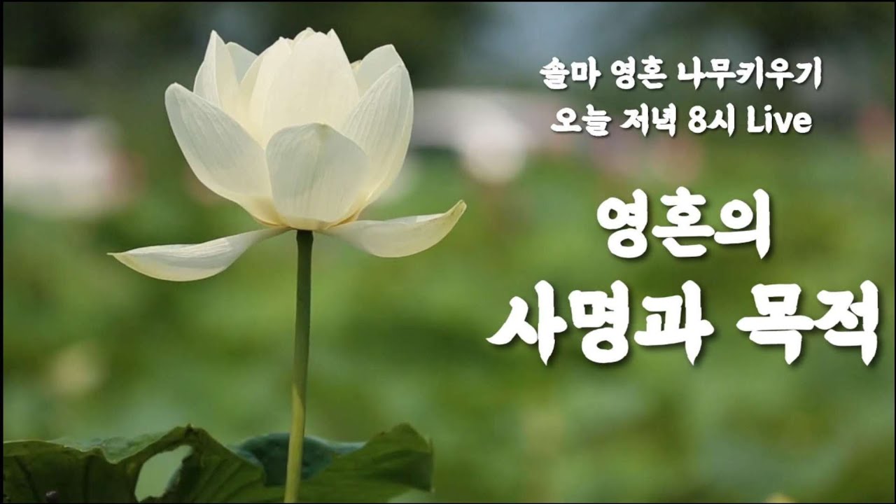 [Ion 이온] 솔마 영혼 나무 키우기 Live/영혼의 사명과 목적 (25.2.20.목요일) 저녁8시 - YouTube