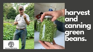 Growing Picking and Canning Blue Lake Bush Green Beans  Homesteading To Grow Your Own Food