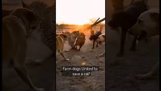 Farm Dogs vs Leopard: The Fight to Save a Calf #shortsfeed #animals