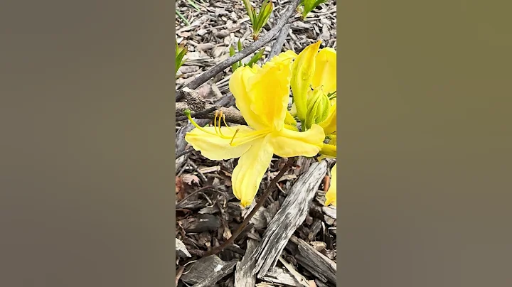 Amazing ISU Campus Walk (Early May): Flower Run after an all-day meeting - DayDayNews