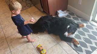 Toddler feeds Bernese mountain by Benny Berner  3,527 views 6 months ago 1 minute, 20 seconds