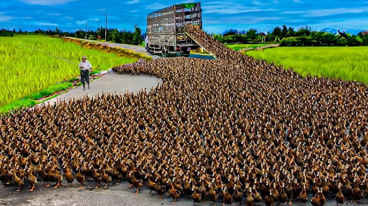 How to Raising Millions of Duck on Rice Field For  Meat - Free range Duck Farming Technique - DayDayNews