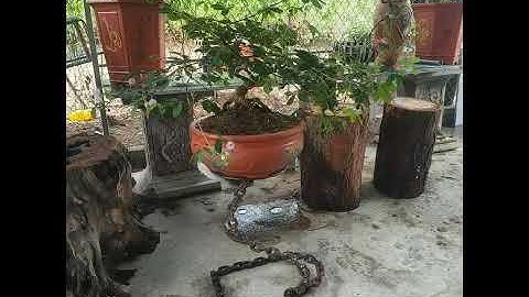 Những  kiểu dáng bonsai đẹp hoa trinh nữ p5 #shorts  #bonsai #hoatrinhnu