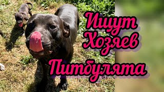 Продаются Щенки Питбуля 1,5 месяца #щенкипитбуля