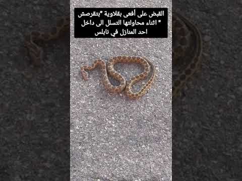 القبض على أفعى بقلاوية بتقرصش اثناء محاولتها التسلل الى داخل احد المنازل في نابلس