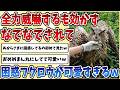 【2ch動物スレ】ビビらせるために全力で威嚇するが全く効かずになでなでされる【フクロウ】が困惑して目をまん丸にしちゃう姿が可愛すぎるｗｗｗ