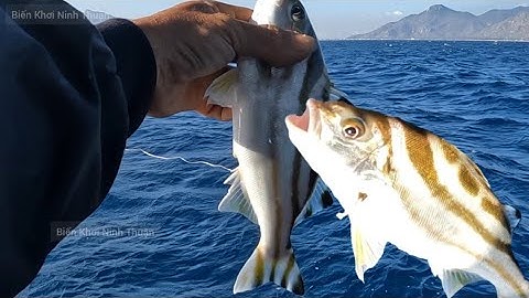 Câu Cá Biển - Được Mùa Cá Căng - Cá Đổng Vào Tháng Giêng