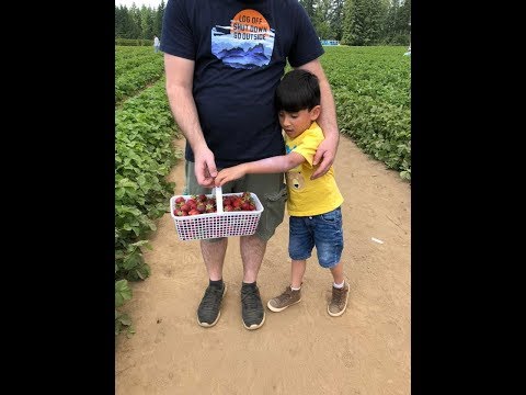 Video: Ang Pagkakaiba-iba Ng Honey Ng Mga Strawberry Sa Hardin - Mga Pagkakaiba Sa Mga Strawberry, Paglalarawan, Pangangalaga At Iba Pang Mga Tampok
