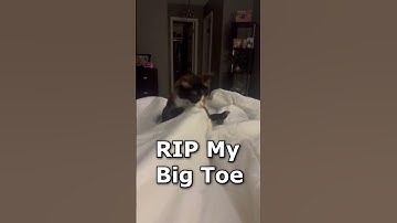 Thumbnail of Roxie Destroying My Big Toe