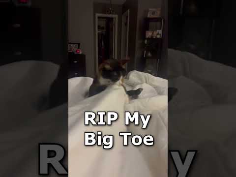 Roxie Destroying My Big Toe Roxie Destroying My Big Toe